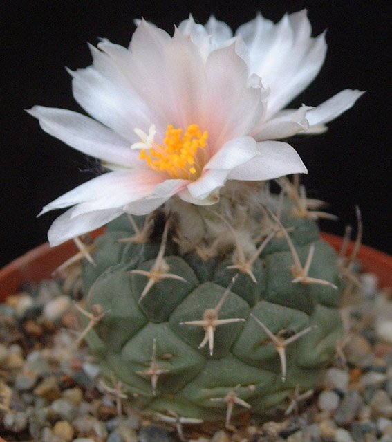 Turbinicarpus lophophoroides ©JL